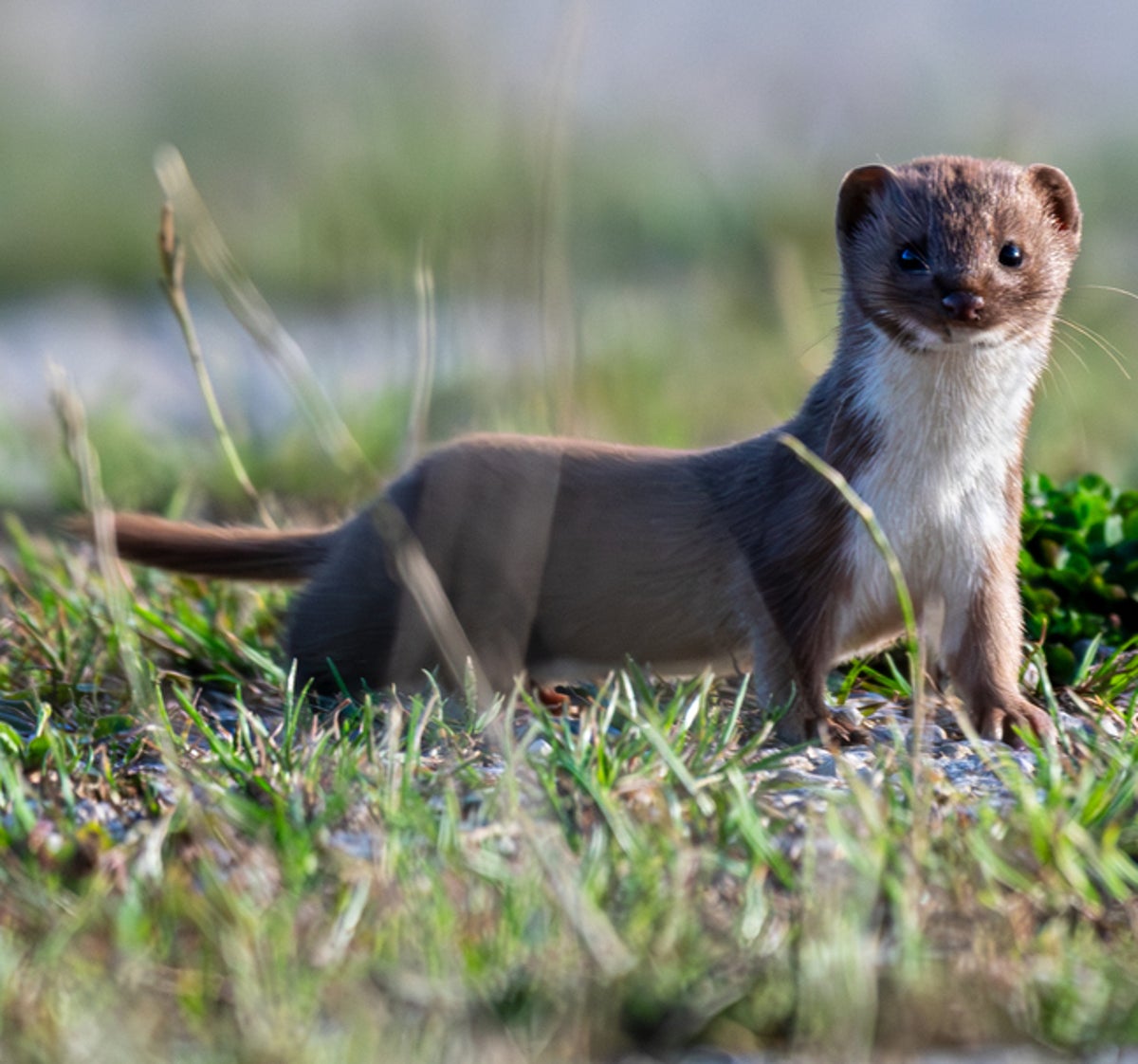 Elusive stoat finally captured on remote island after months-long search