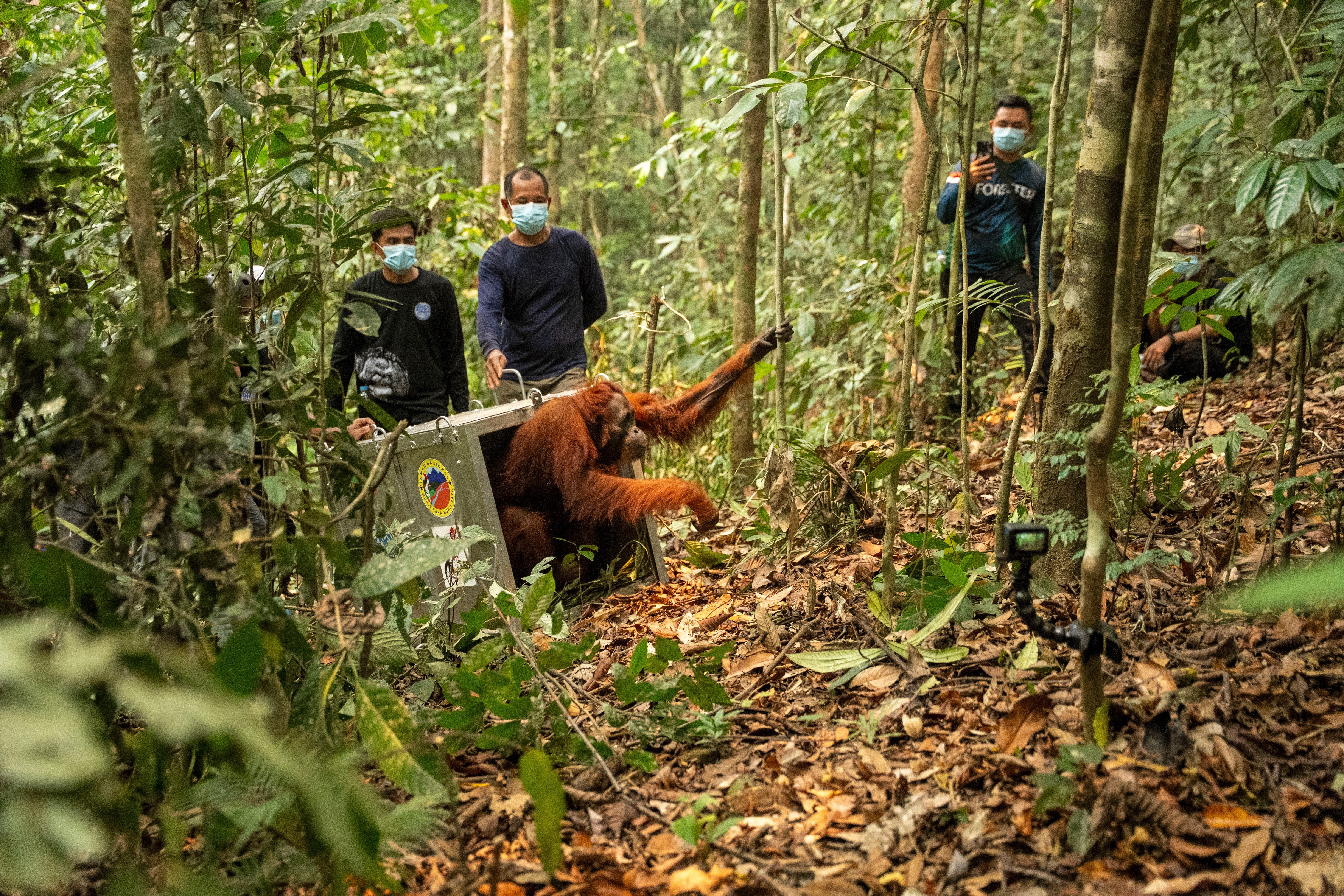 Indonesia relocates 8 orangutans into protected forest after rescue from wildfires