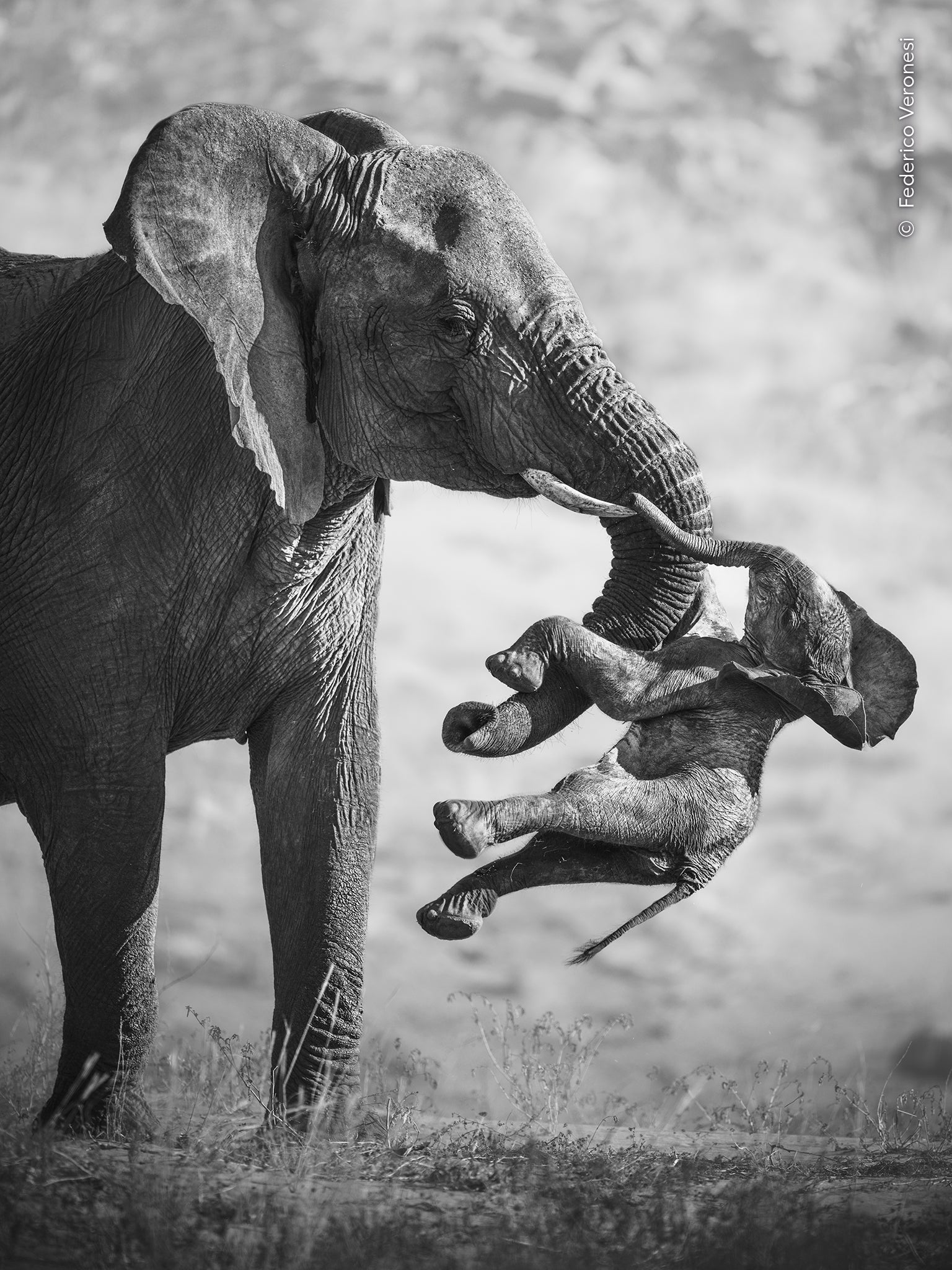 Wildlife Photographer of the Year 2026: Winning pitctures revealed