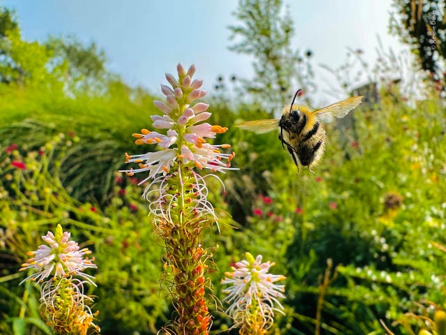Amelie Davis captured this photo of a carder bee on her father's smartphone
