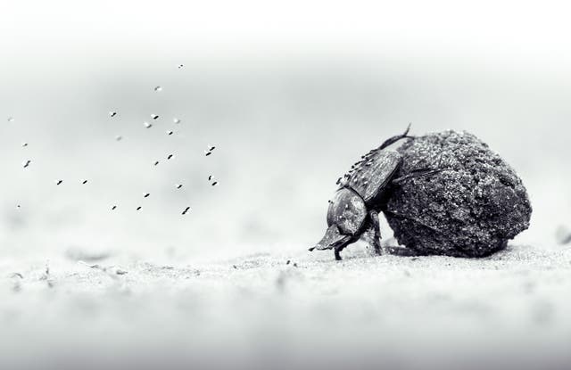 A dung beetle pushing a ball of dung, by then-14-year-old Oscar Whitfield