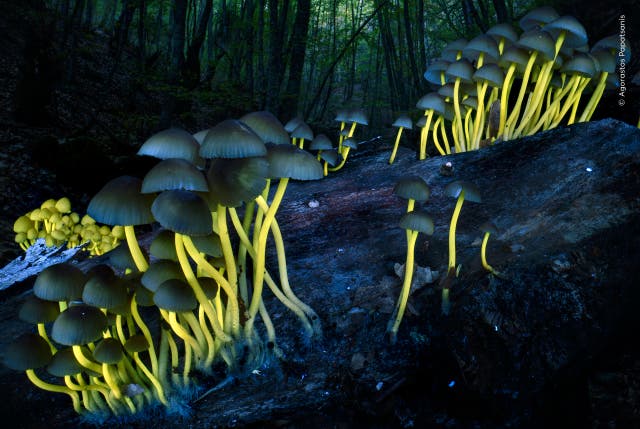 This image of fluorescent fungi won the Plants and Fungi category