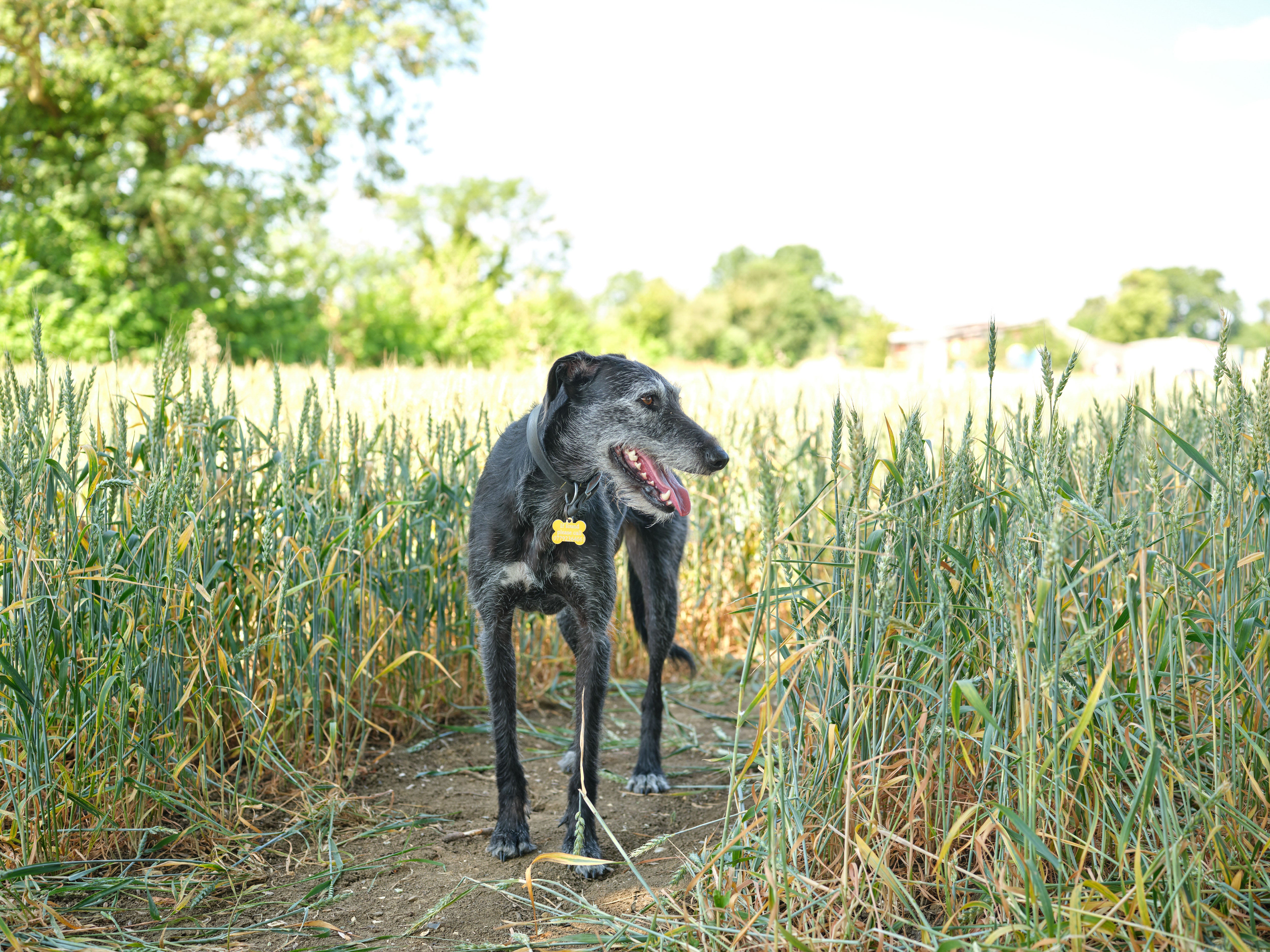 Brands such as Purina are turning sustainability goals into tangible improvements on the ground