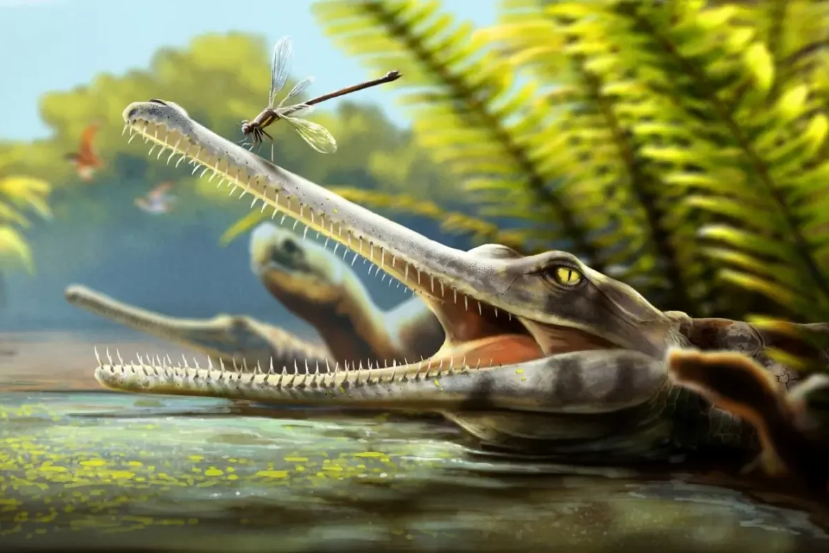 New Jurassic crocodile‑relative fossil unearthed in Morocco