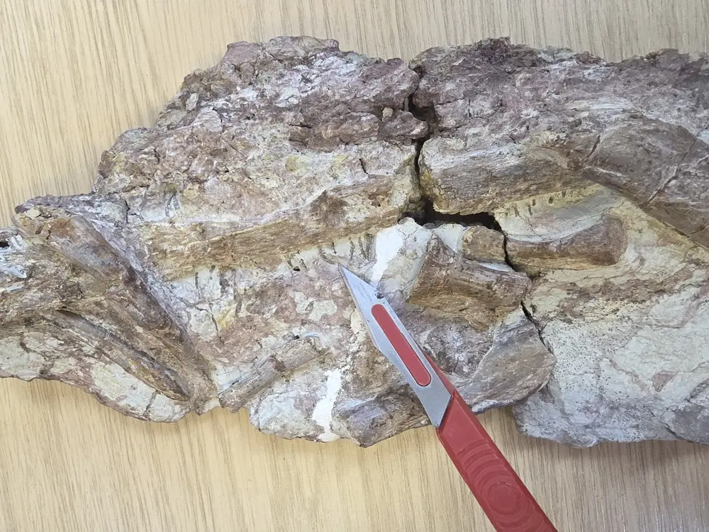 Marks made by the teeth in the fossil