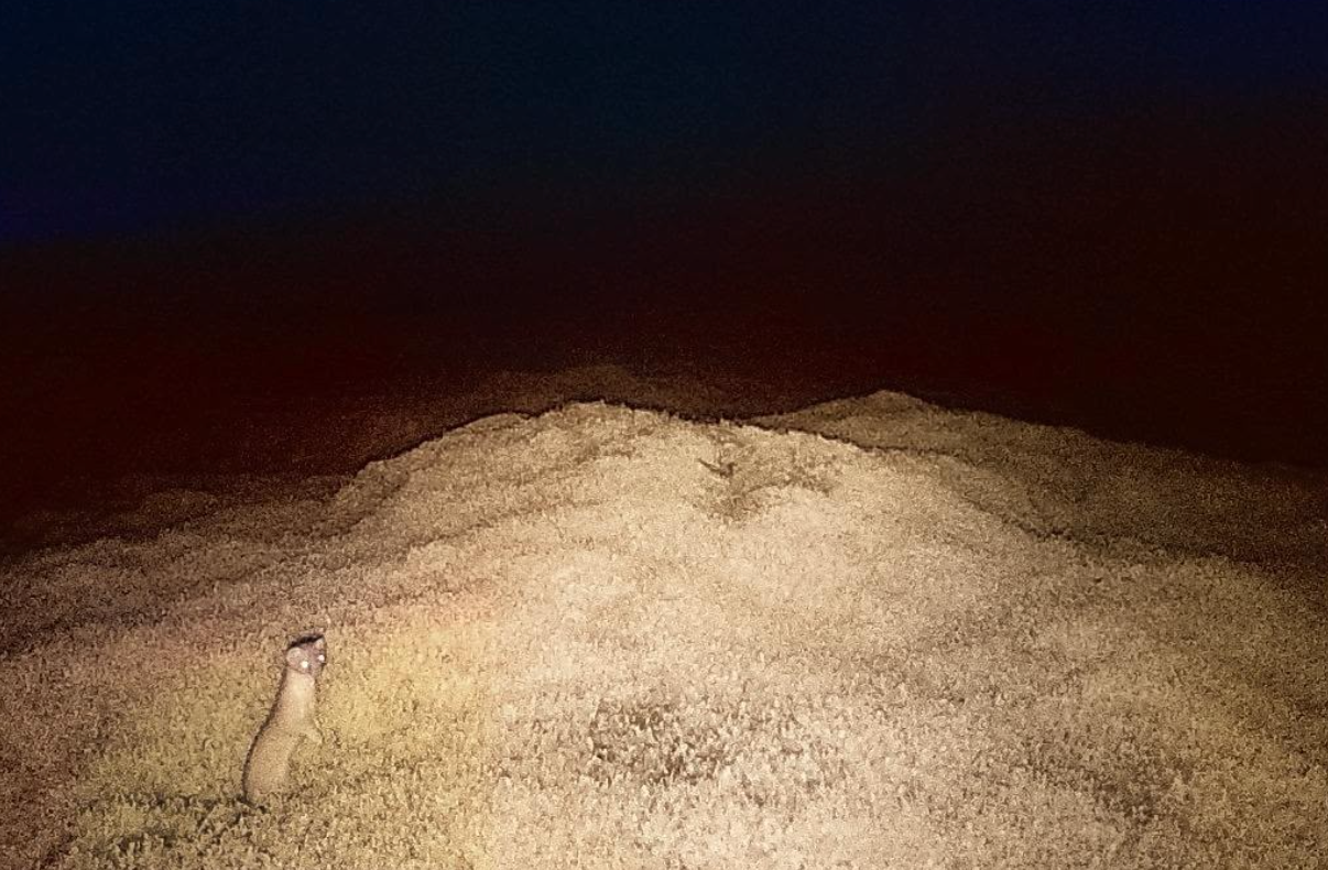Rogue stoat evades AI cameras and dogs for five months in £150,000 hunt