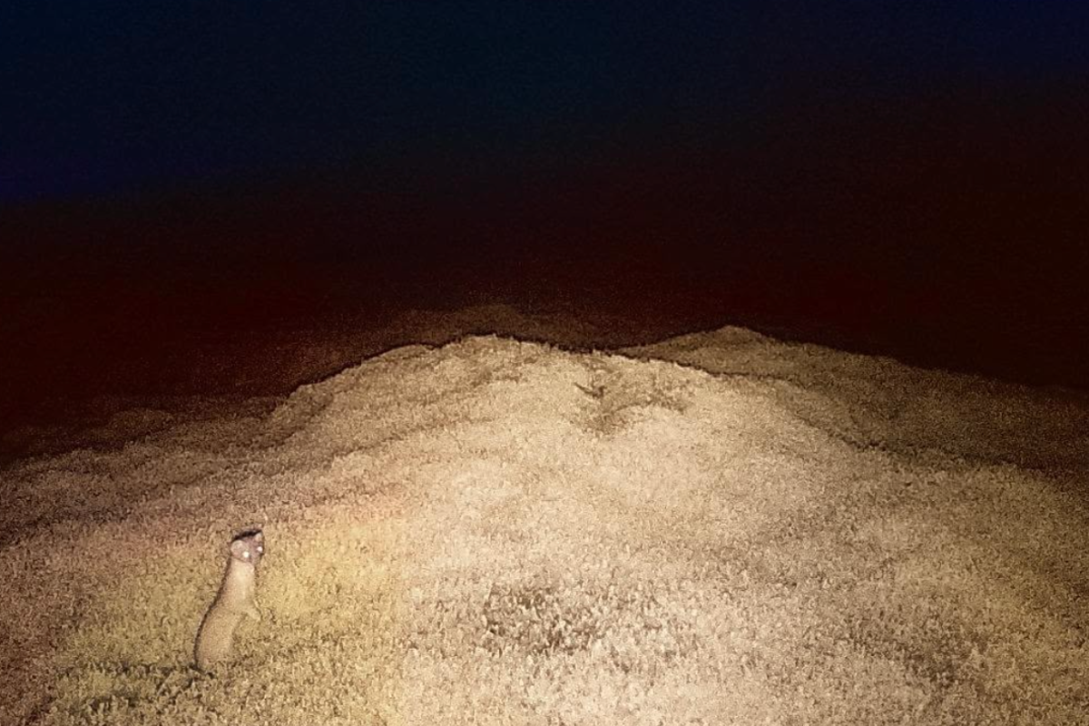 Rogue stoat evades AI cameras and dogs on Scottish island for five months in £150,000 hunt