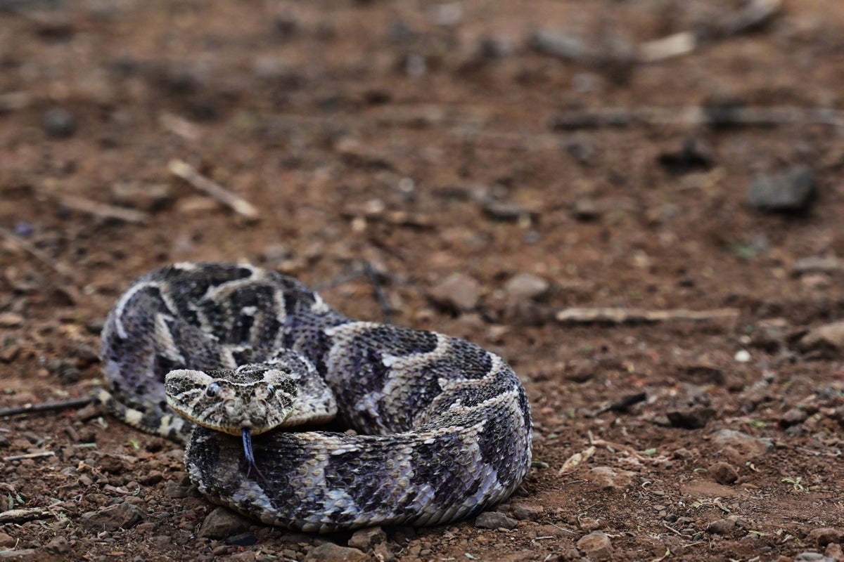 Snake bites could be far more common than previously thought, major new study finds