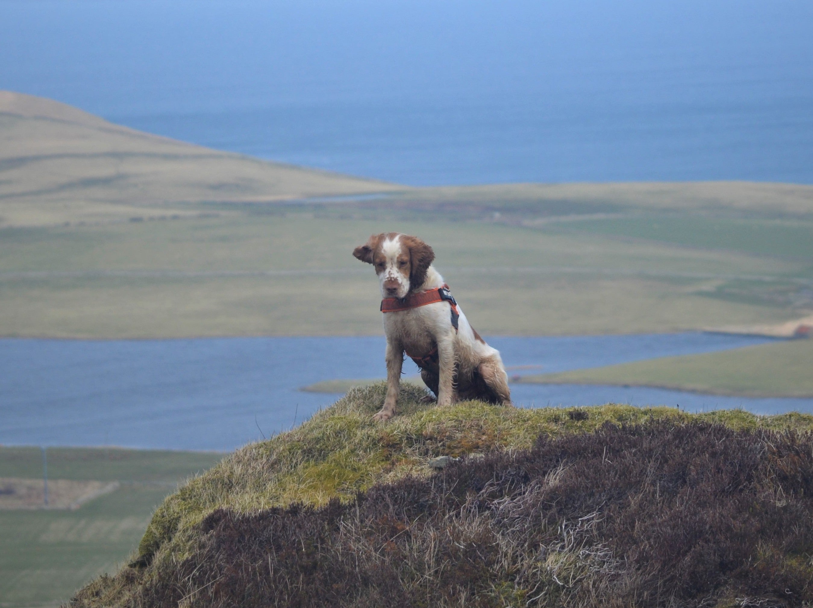 Scout, one of the project's detection dogs, searching for stoat faeces on Rousay