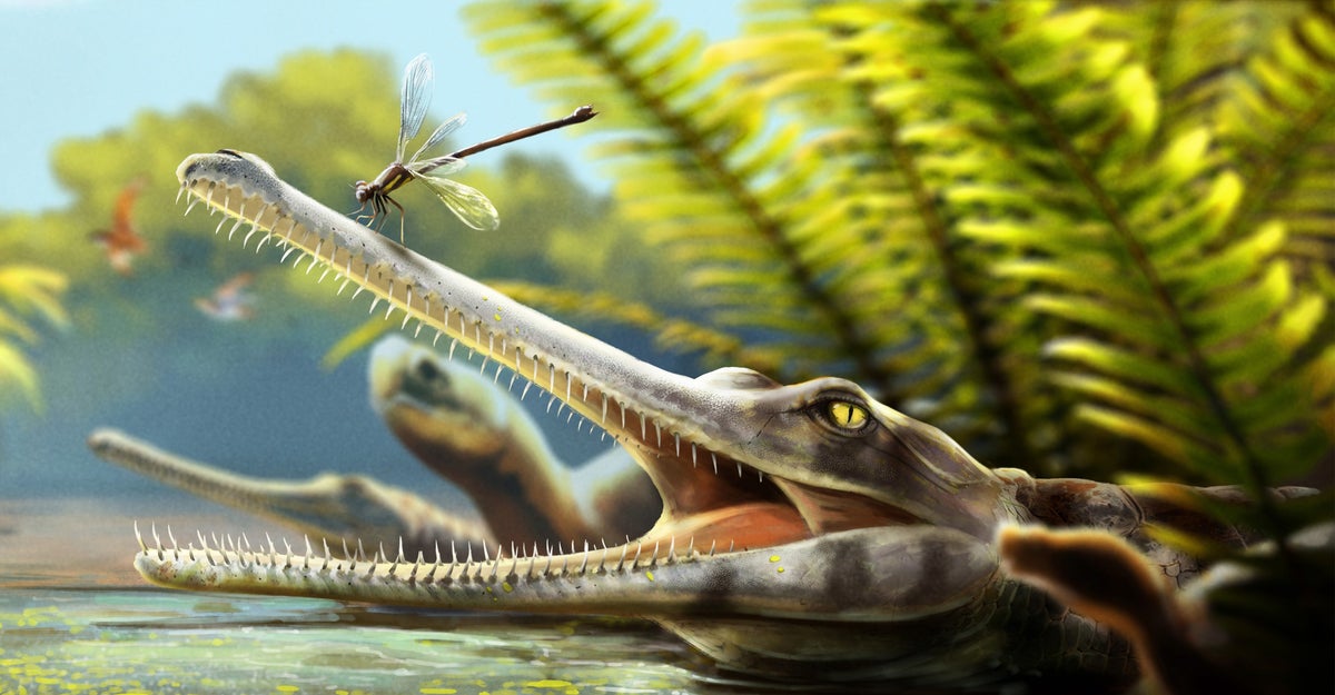 British scientists discover ancient crocodile species with bizarre toothpick-like teeth