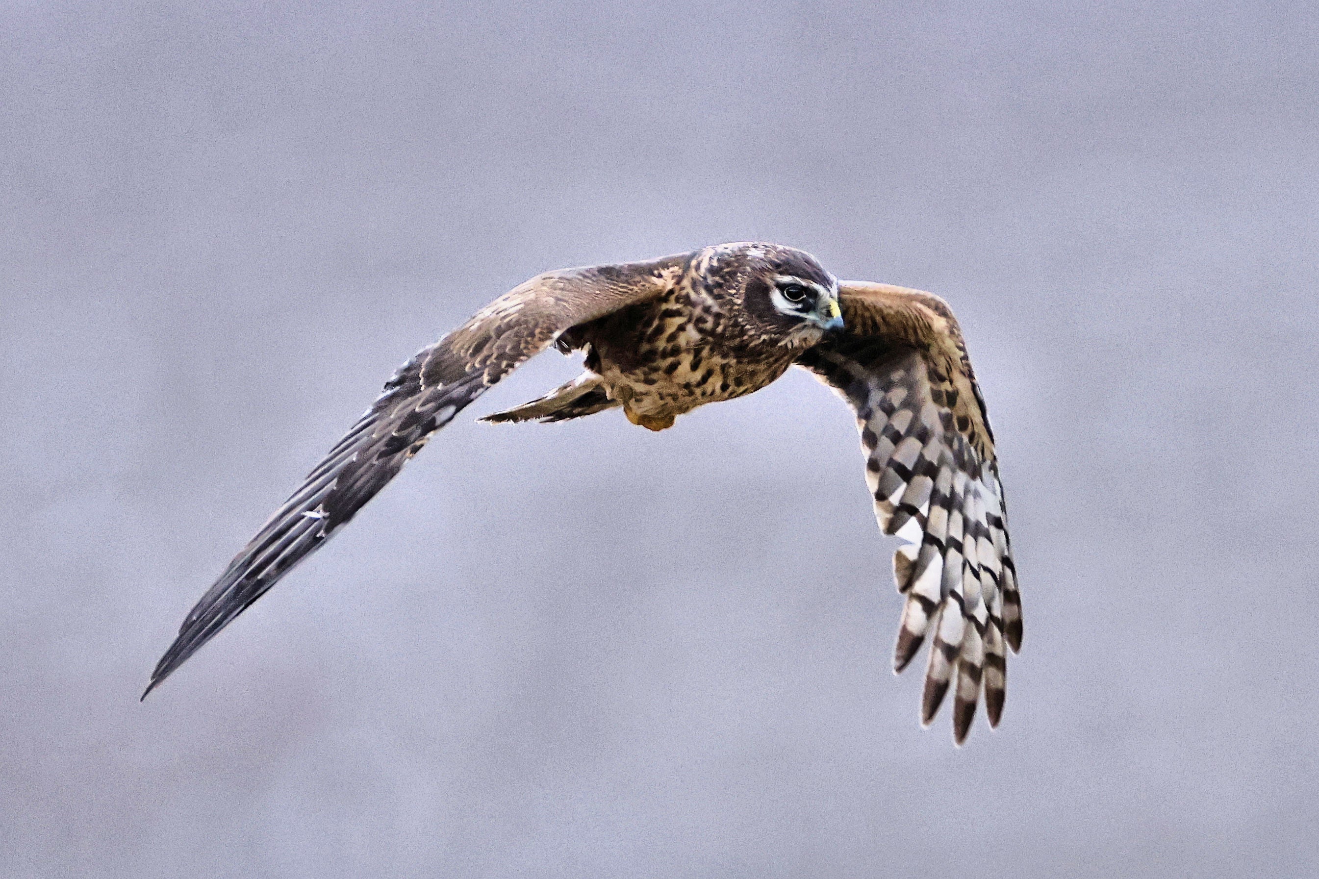A female hen harrier takes flight above Orkney.