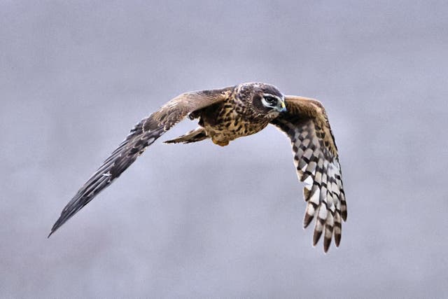 A female hen harrier takes flight above Orkney.