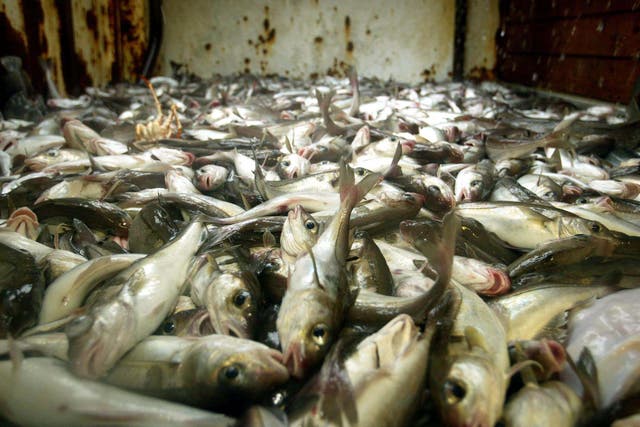 Cod and haddock in the hold from a pair-trawled catch from between Norway and the Shetland Islands in the North Sea (Maurice McDonald/PA)