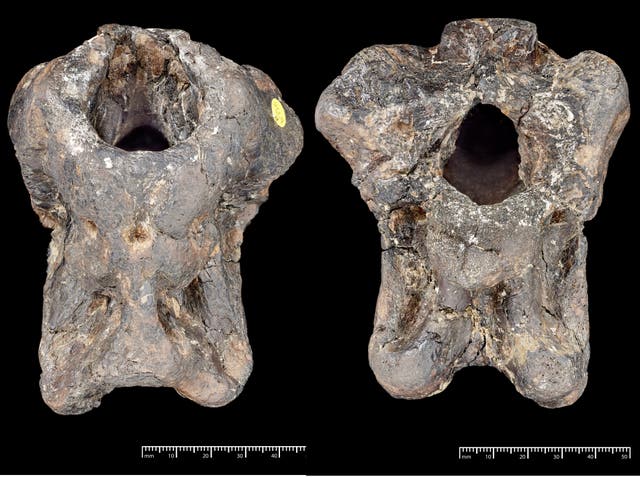 The oval hole in the fossil is where the brain would have been (The Trustees of the Natural History Museum, London/PA)