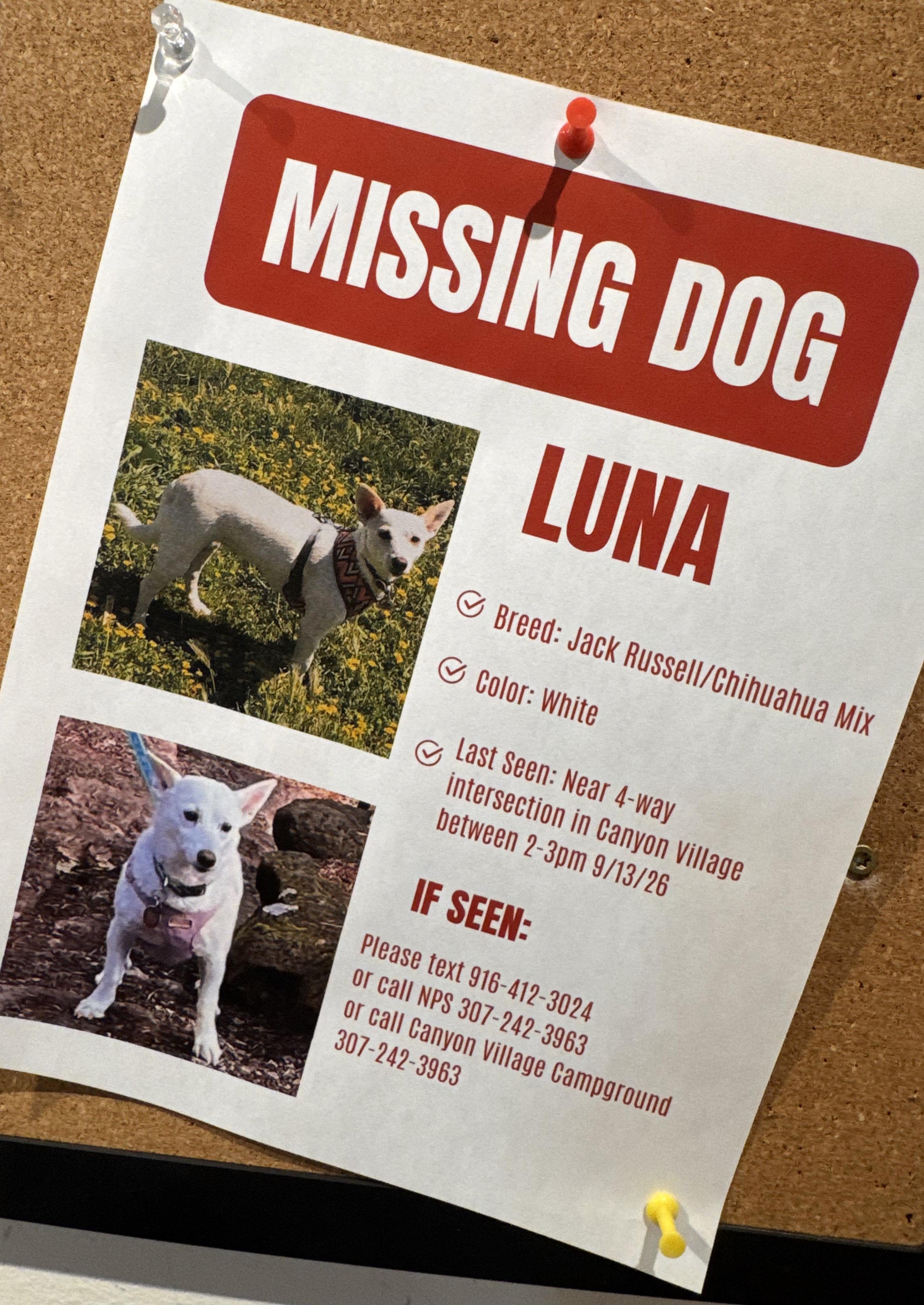 This photo made with a smartphone and provided by Marie Jaskula shows a poster, created by Katie Boucher, asking for information about a missing dog named Luna