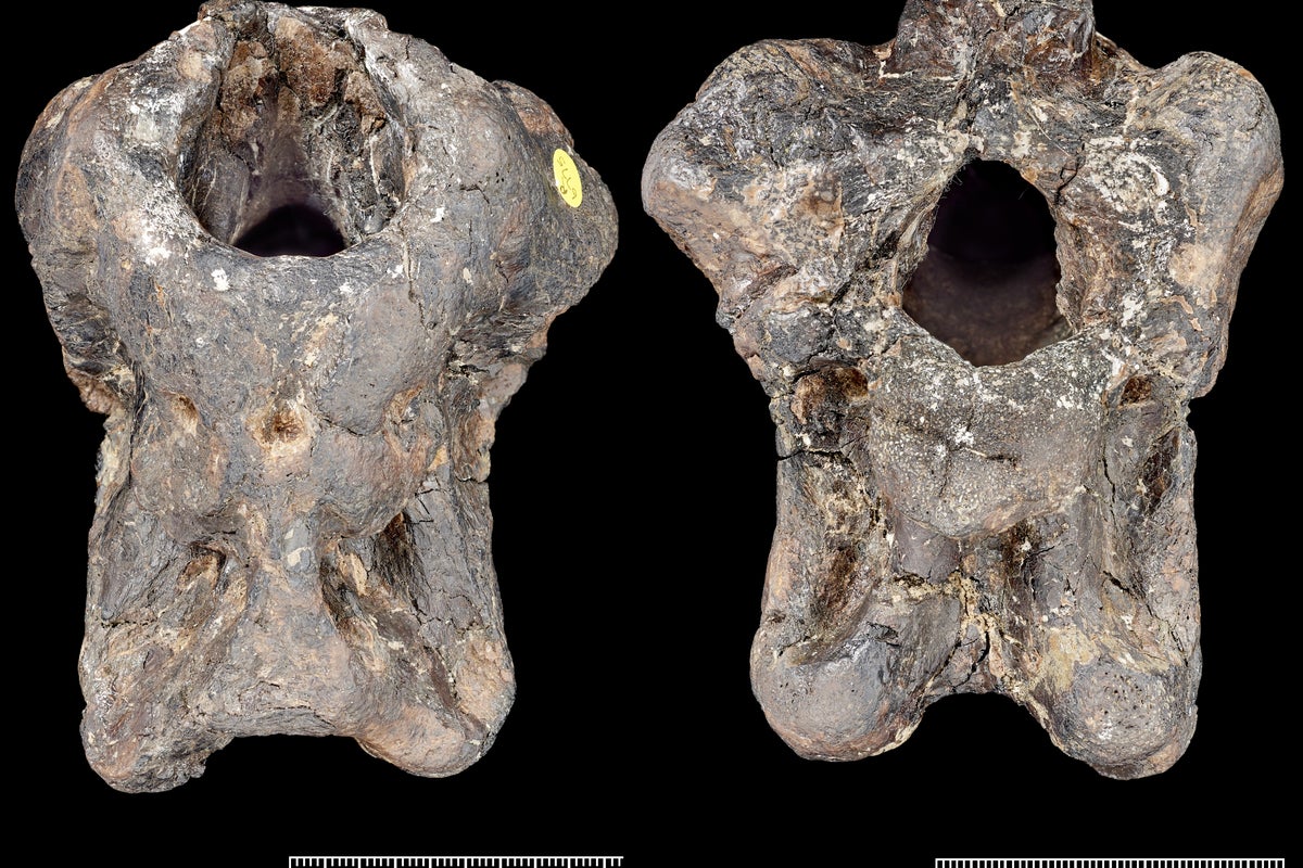 Isle of Wight partial skull reveals new species of meat-eating dinosaurs