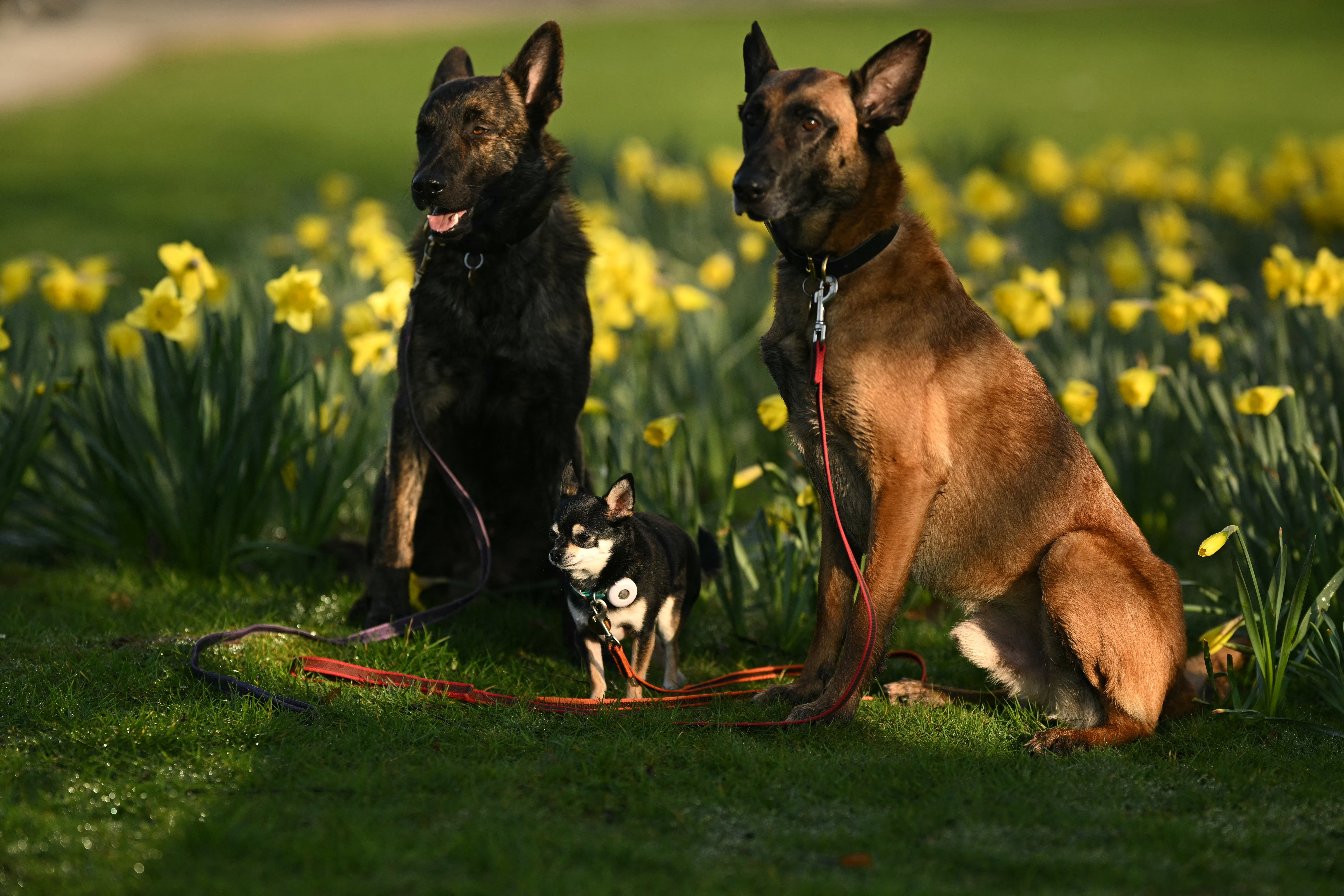 DNA study links larger dog breeds to faster molecular aging