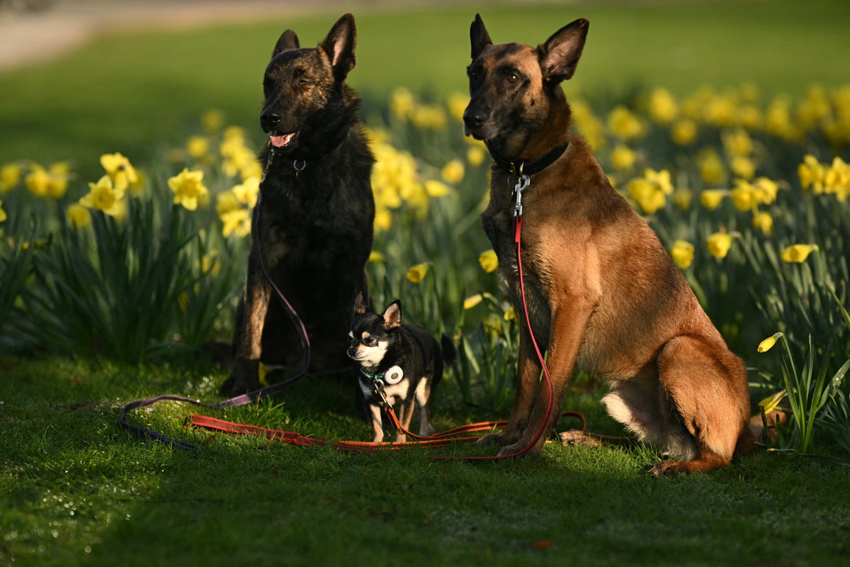 Scientists discover which dog breeds die younger than others - and why