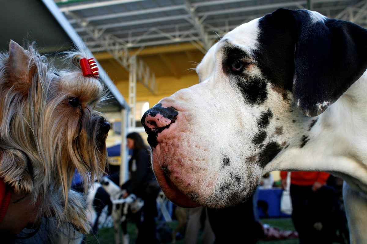 Dog size could determine life expectancy - and it’s in their DNA