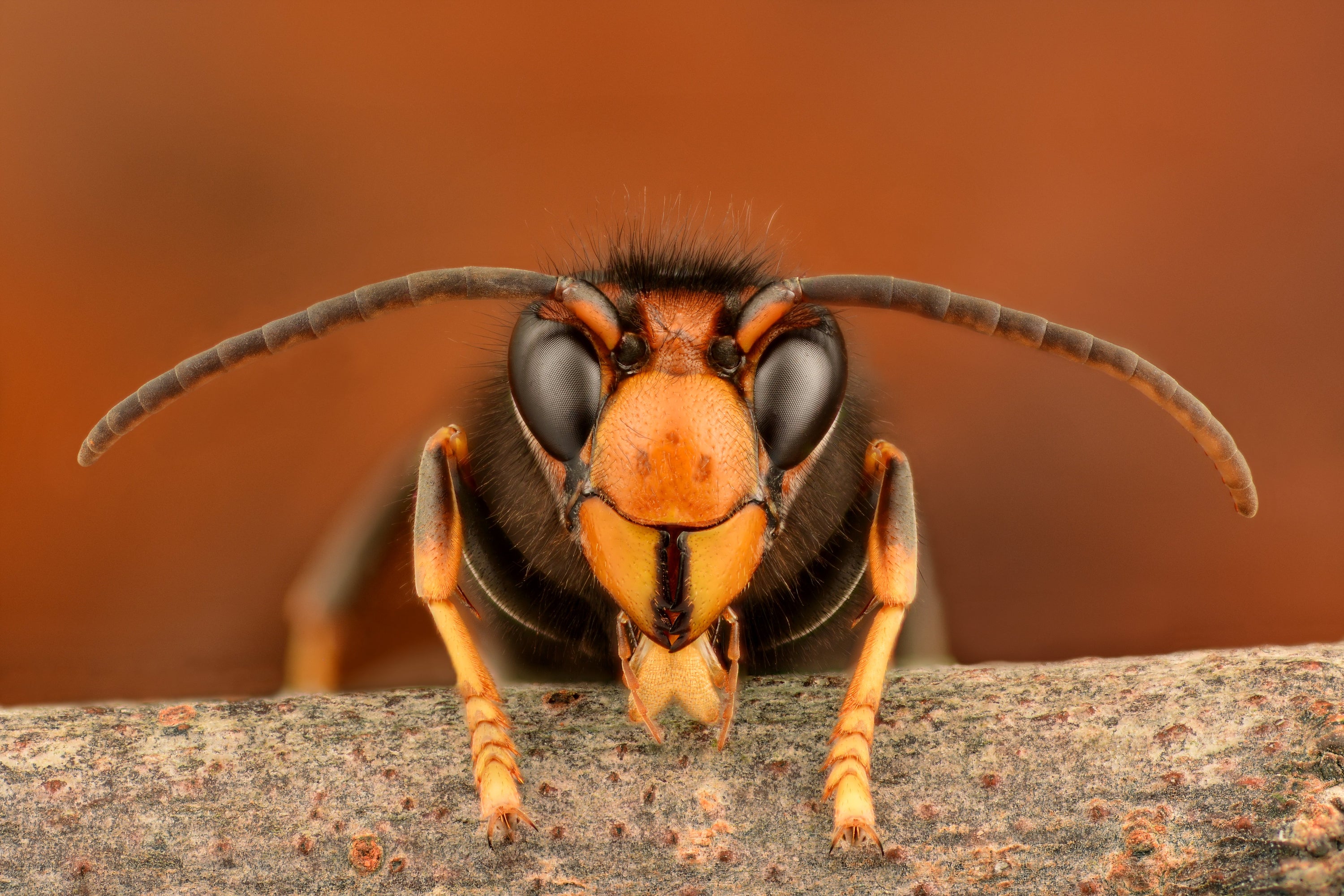 ‘Life-threatening’ sting warning as invasive Asian hornet nests surge in ...