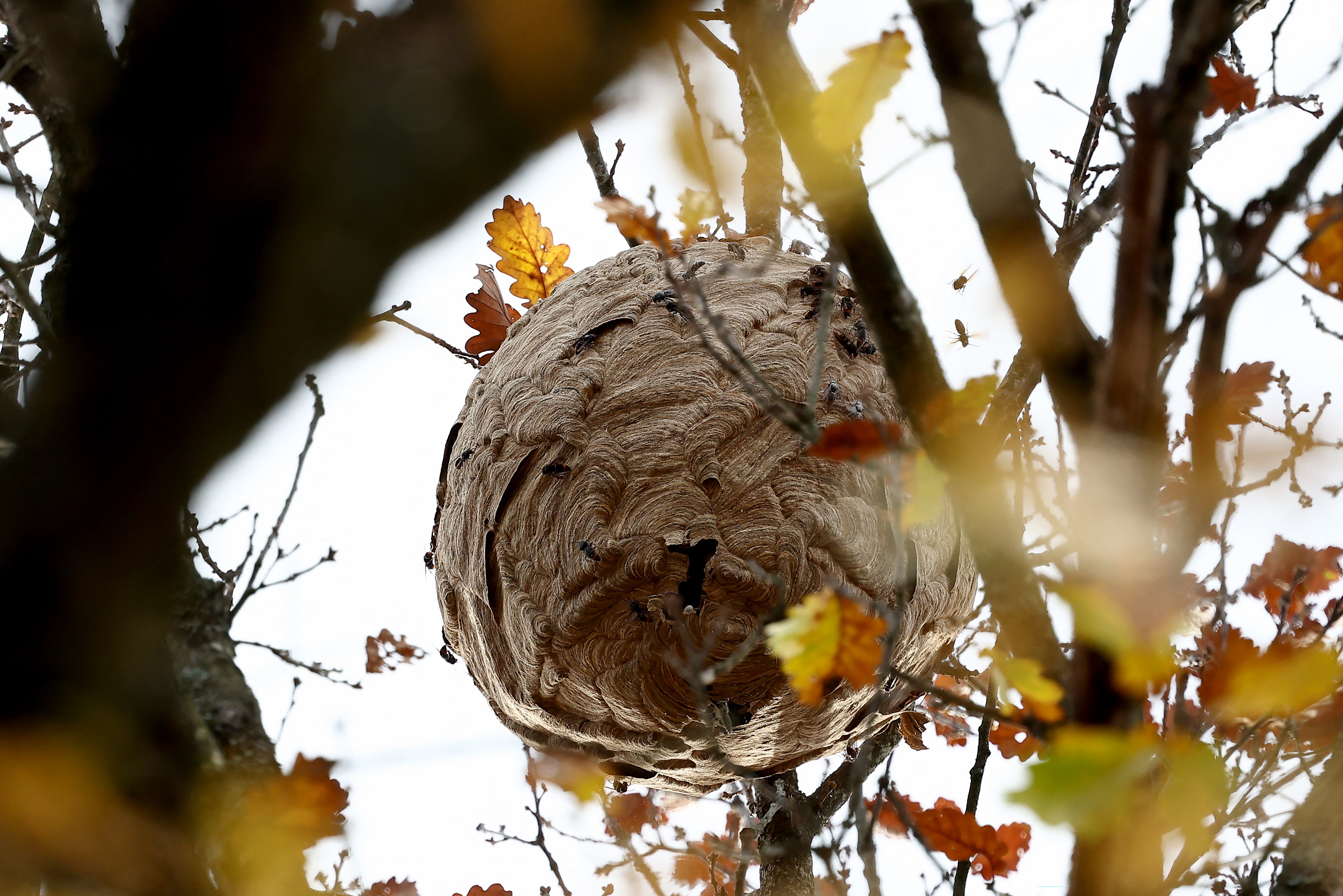 Asian hornet nests can grow to the size of a football.