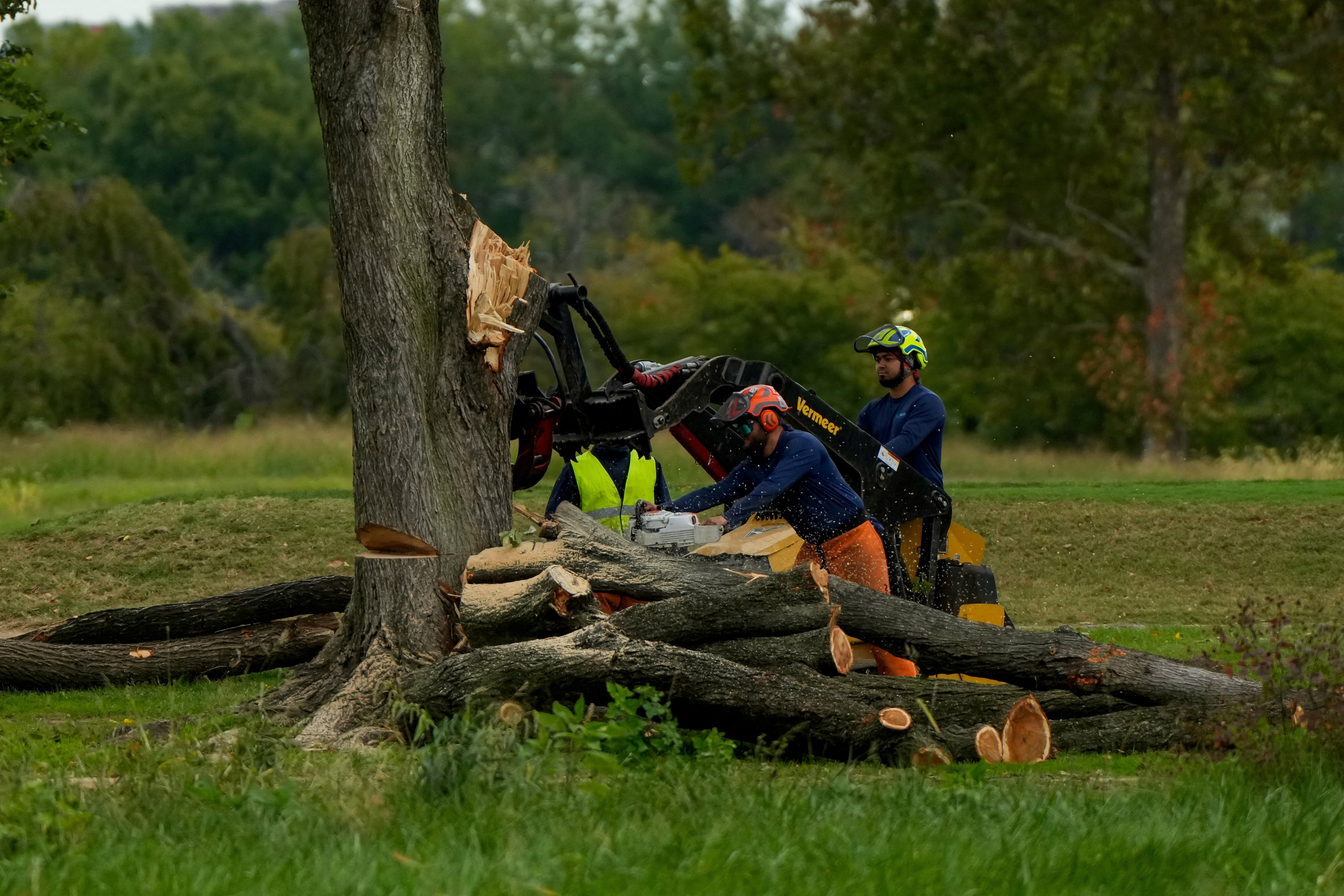 Judge Ana C Reyes said workers ‘raced’ to tear down hundreds of trees because Trump ‘demands haste on his redesign,’ not because officials are fulfilling a wider design plan
