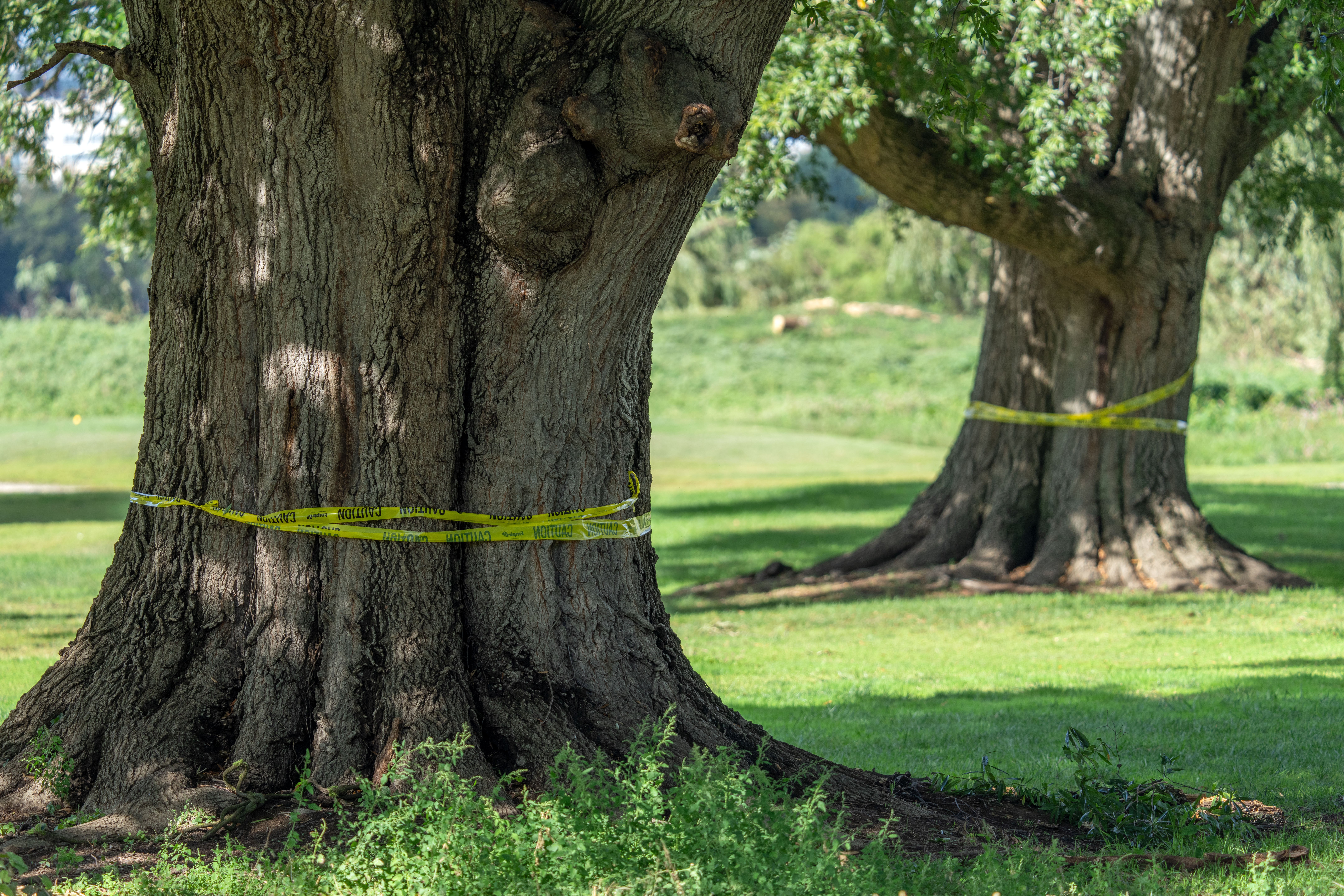 Preservation groups argue that the abrupt tree removal was ‘a deliberate effort’ to bypass judicial scrutiny and ‘jeopardize a protected historic resource’