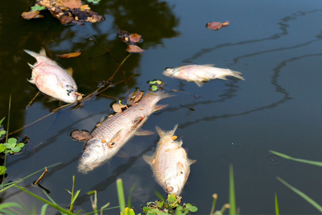 Nearly 11,000 fish across 25 species died in Basin Run, with Maryland state officials tracing the mass die-off to manure runoff from nearby Kilby Farm in Colora, Cecil County (This is a file photo)