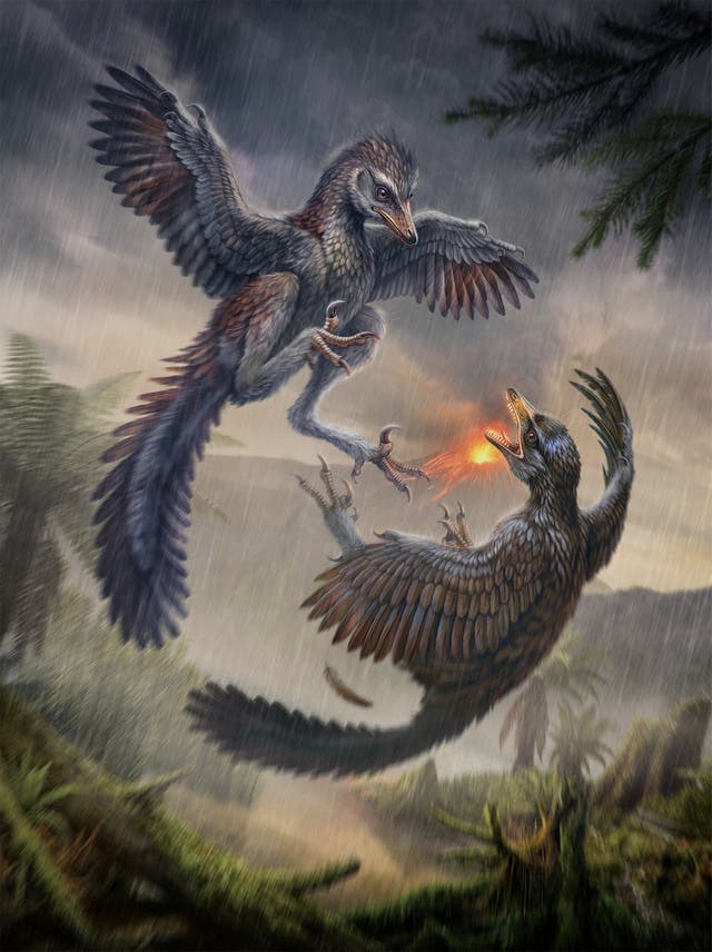 A life reconstruction shows the crow-sized Jurassic bird Yuezhuornis yangyuanensis, whose fossilized remains were discovered in Fujian Province in southeastern China