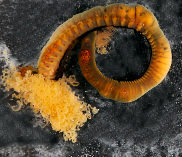 Spaghetti worm Terebellosuctoria jimii