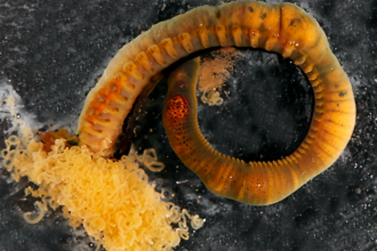 Scientists discover whole new genus of deep-sea ‘spaghetti worms’ with suction cups