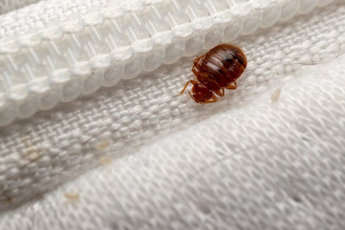 Travelers warned to inspect hotel rooms for bedbugs after recent outbreaks
