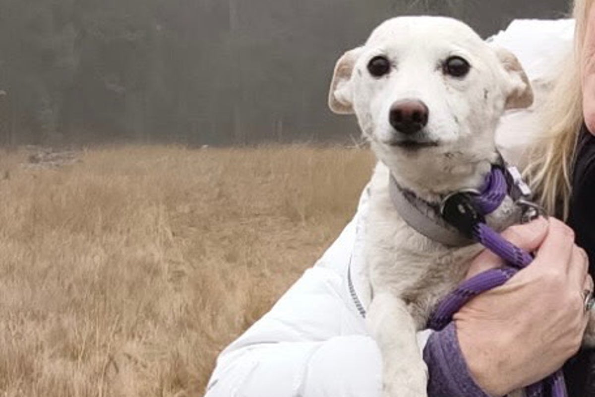 Little dog lost in Yellowstone for over a month finally reunited with family after heartbreaking search