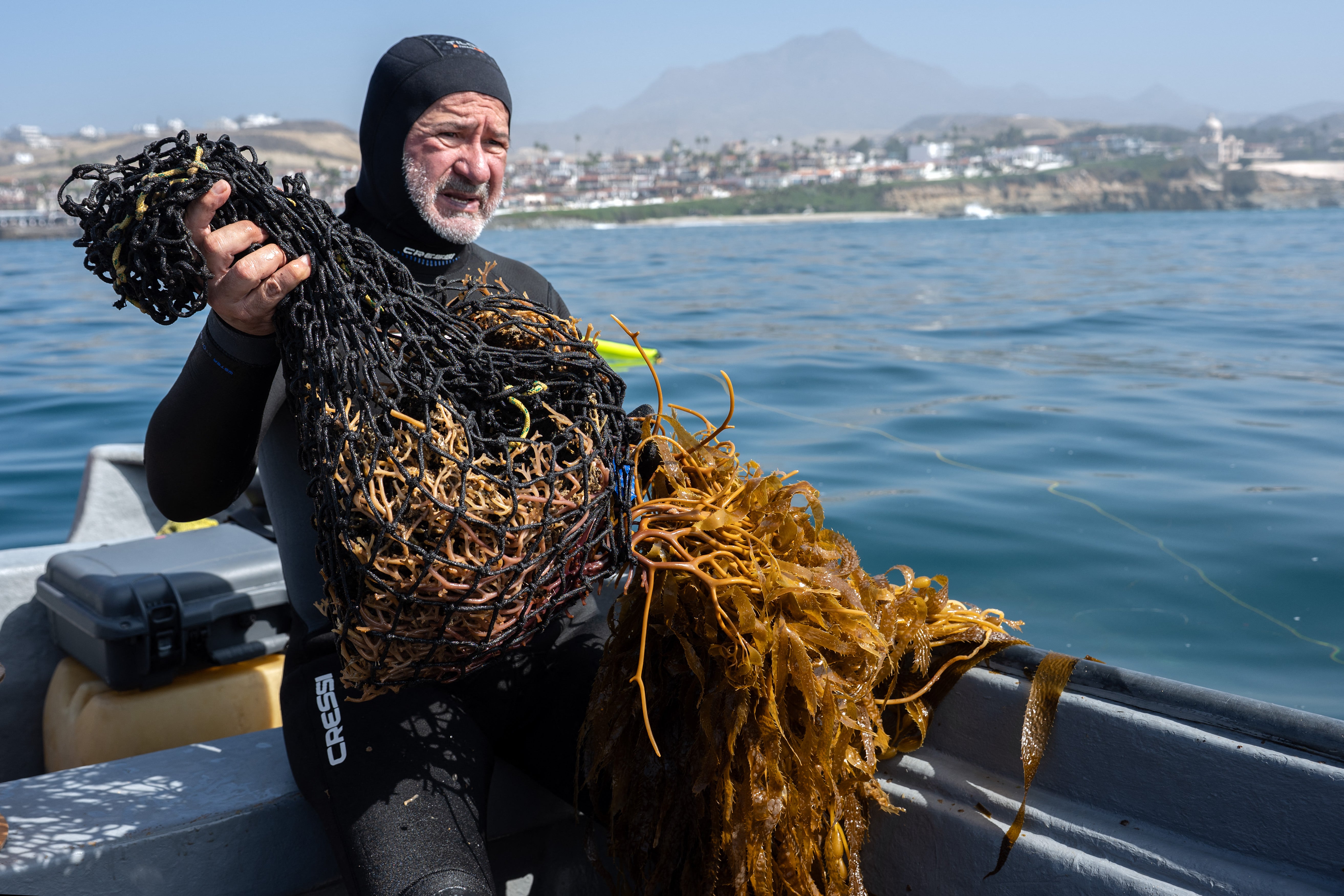 Marine ecology researcher Guillermo Torres prepares macroalgae for replanting as part of a restoration project on the Baja California Peninsula
