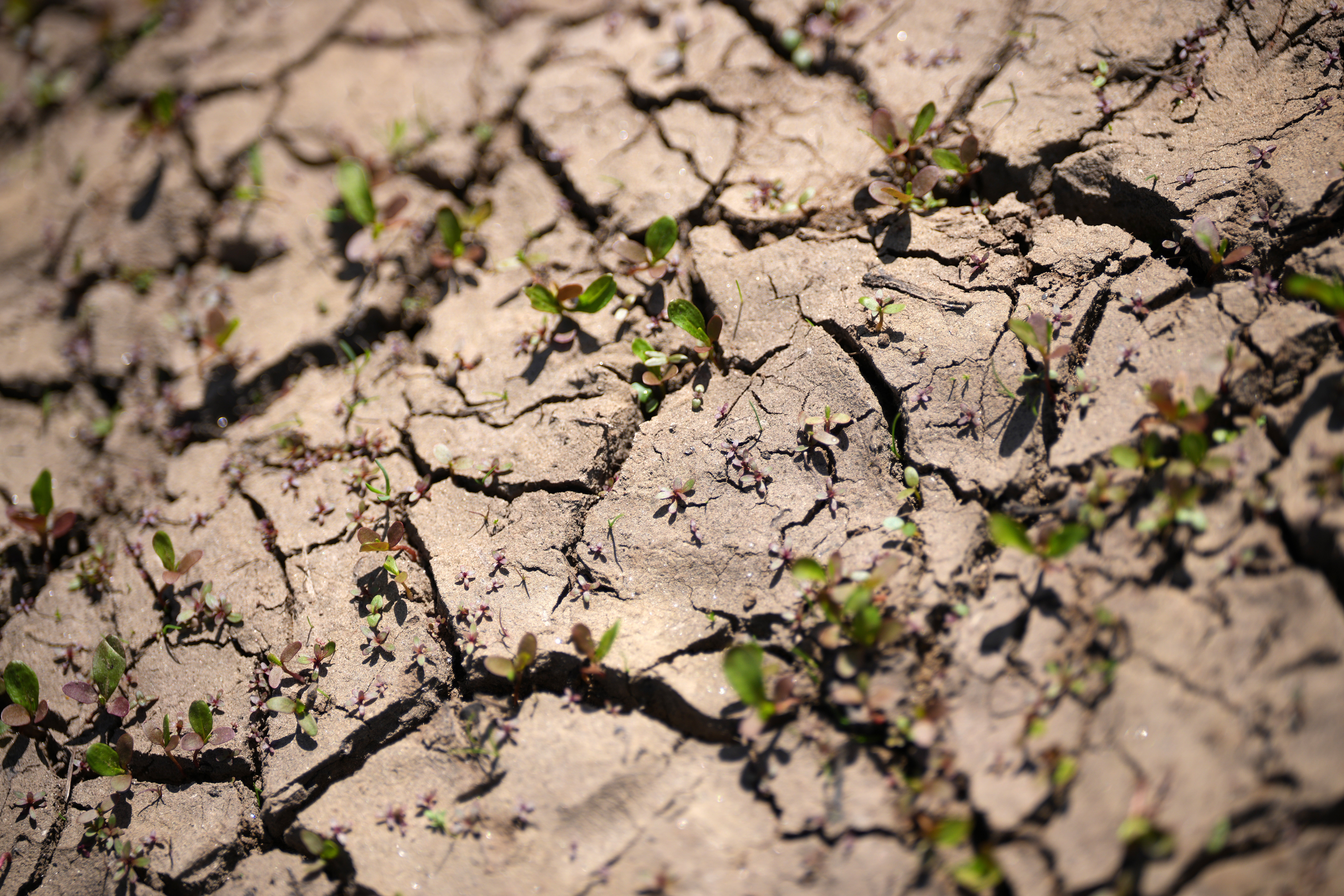 There are many different types of drought, including agricultural, environmental and water supply drought