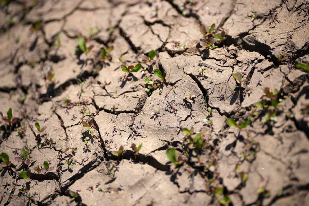 How El Niño could drive up prices, from mortgages to supermarket bills