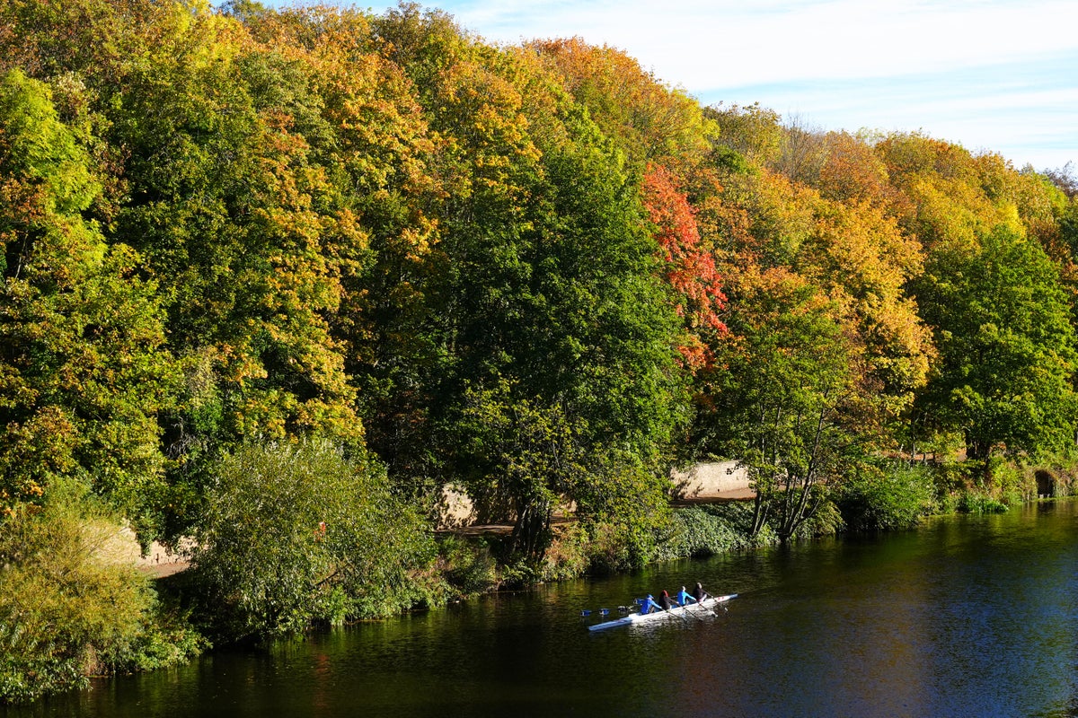 Why our trees are too ‘stressed out’ to display beautiful autumn colours this year