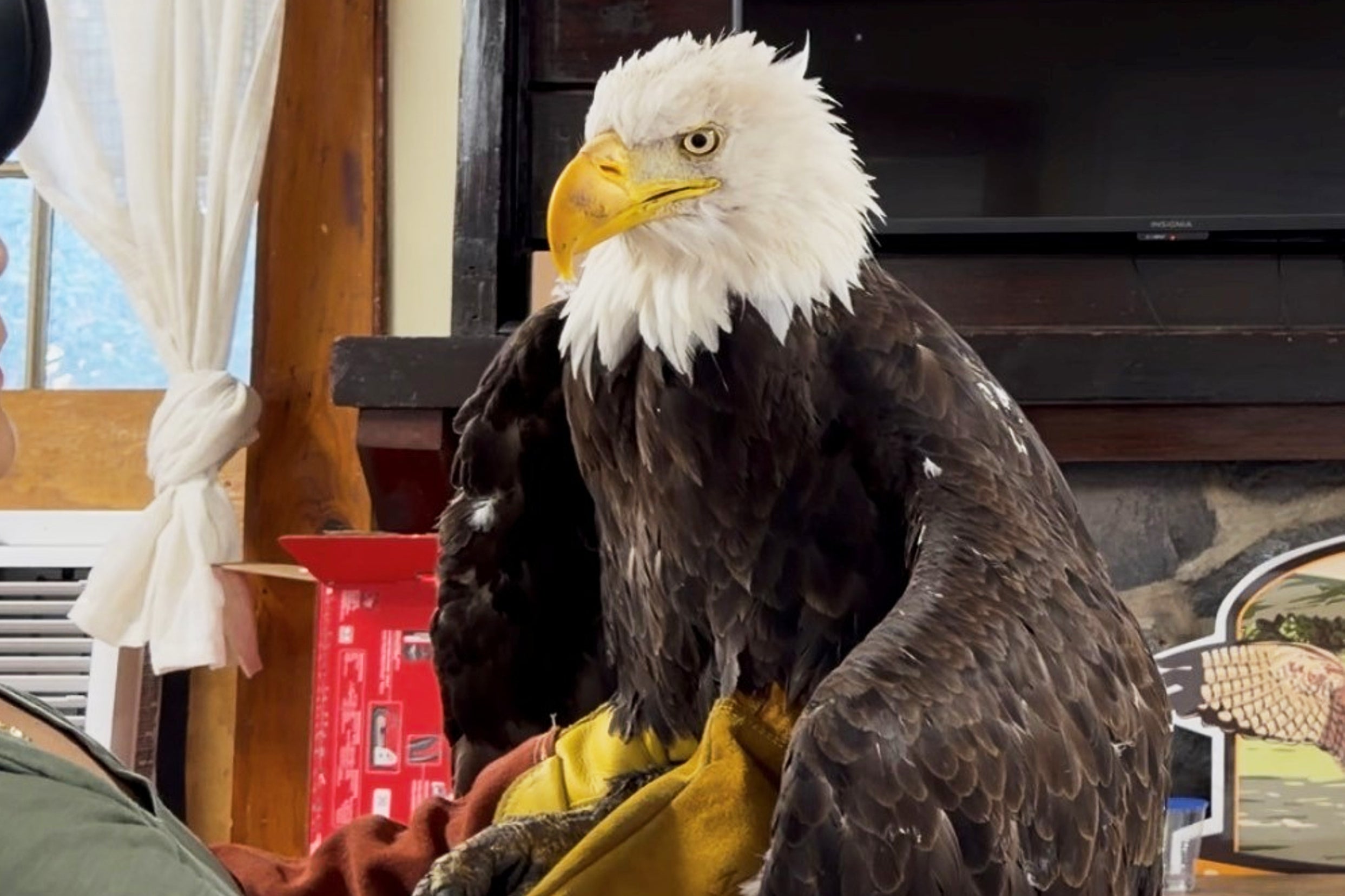 Jackie the bald eagle pictured on July 18, 2026