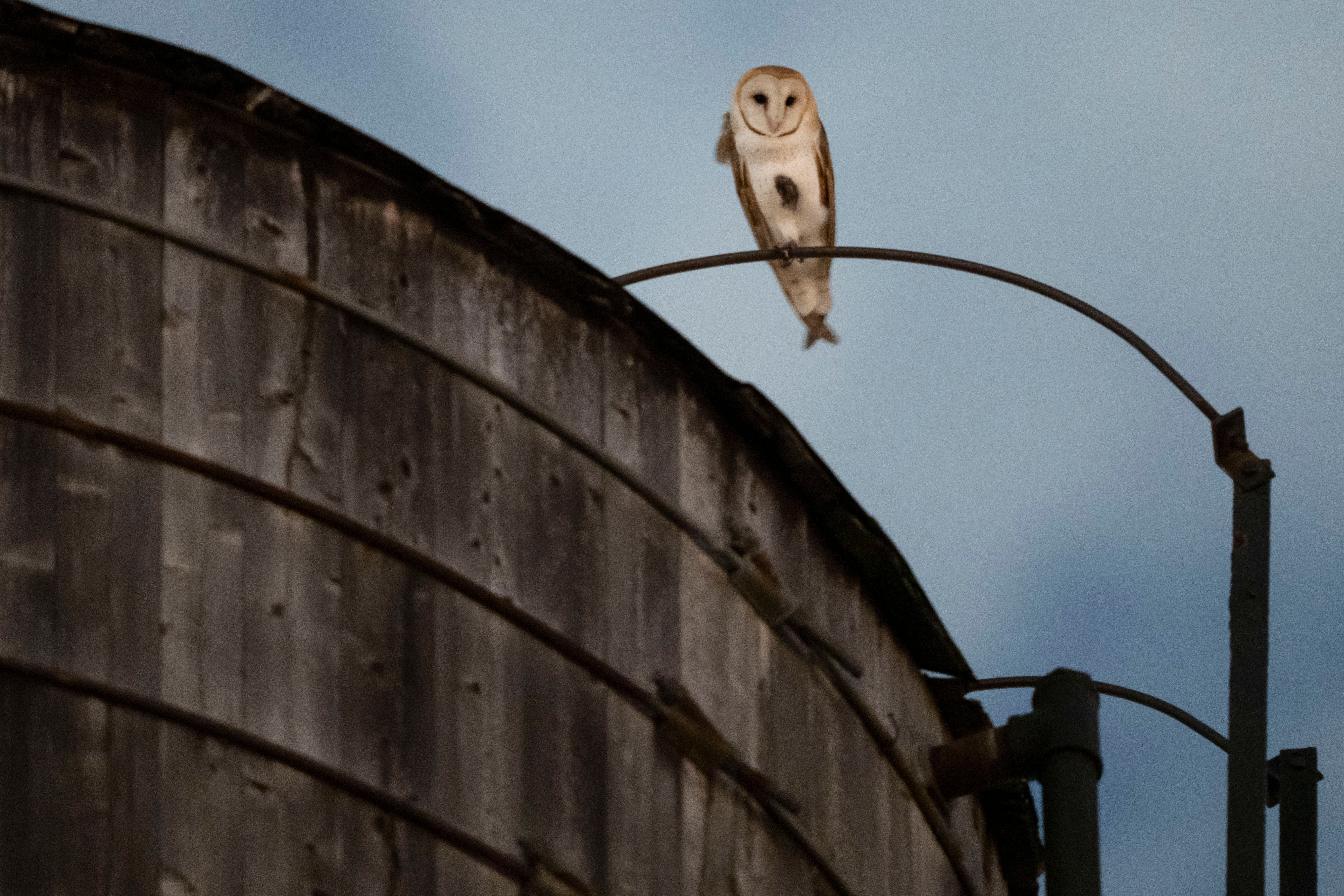 An American Barn Owl perched on a water tower on the Upper West Side neighborhood, Wednesday, Oct. 14, 2026, in New York