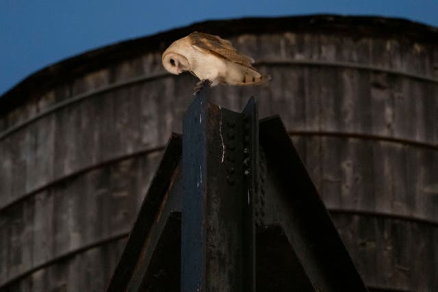 New York is at the northern fringe of the barn owl's range and the barn owl population has declined ’at an alarming rate’ over time ( AP Photo/Yuki Iwamura )