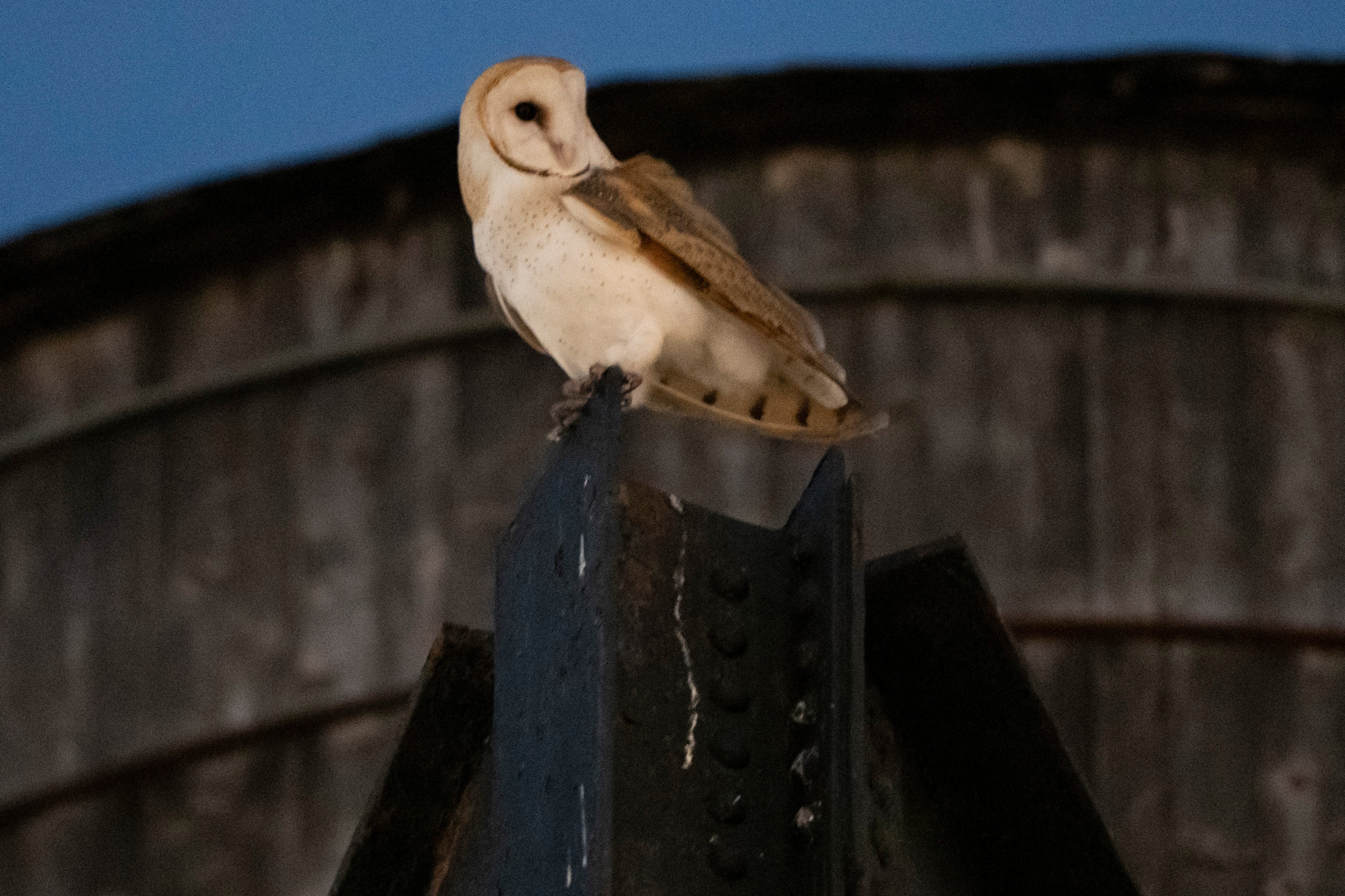 Barn owl sightings in New York City parks are very rare, according to the New York City Department of Parks & Recreation