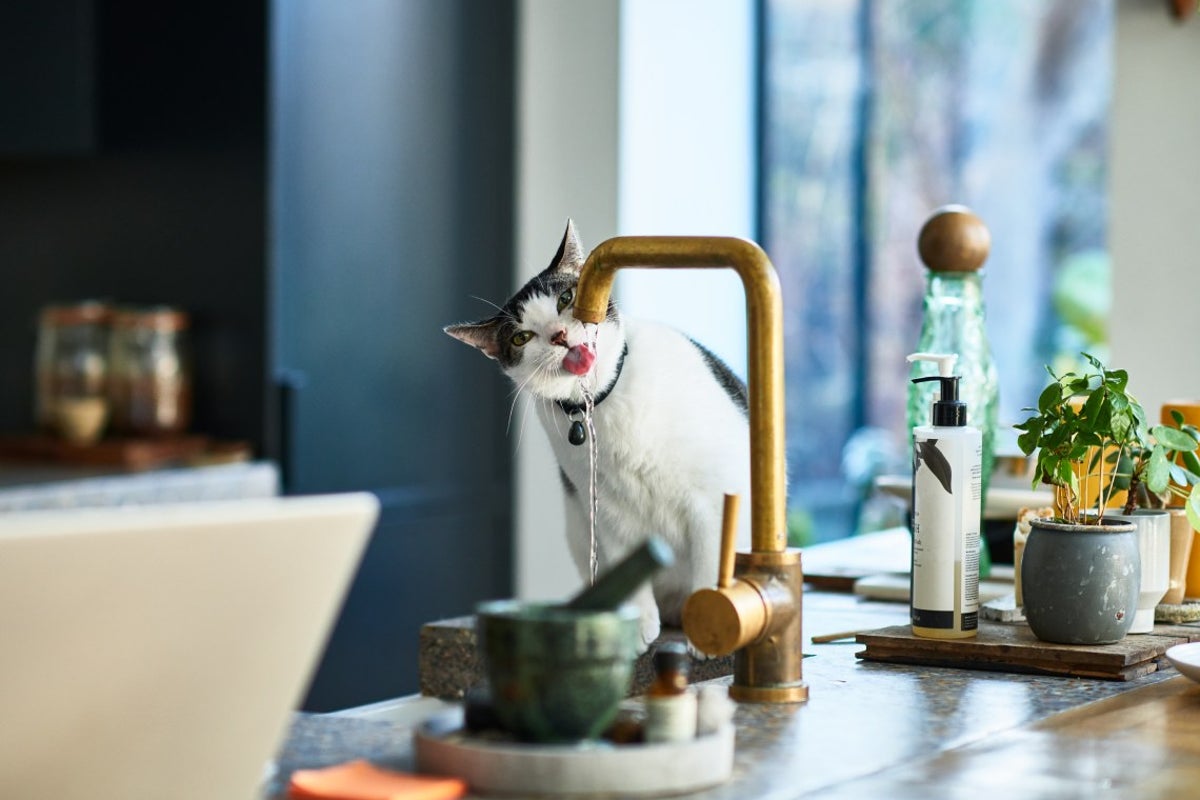Everything you could need for happy, healthy pets