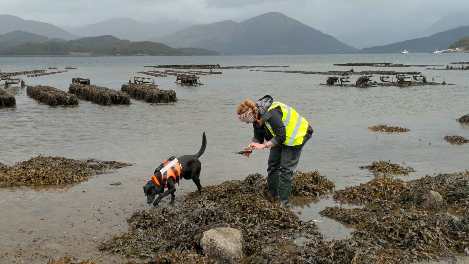 Black Labrador Sgiath is trained to look for the invasive sea creature