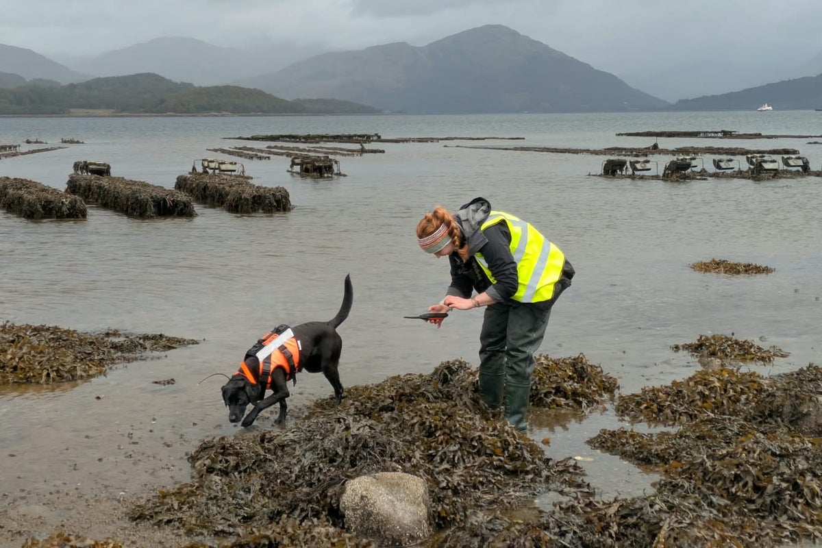 Hero dog wins top award for sniffing out invasive 'sea vomit'