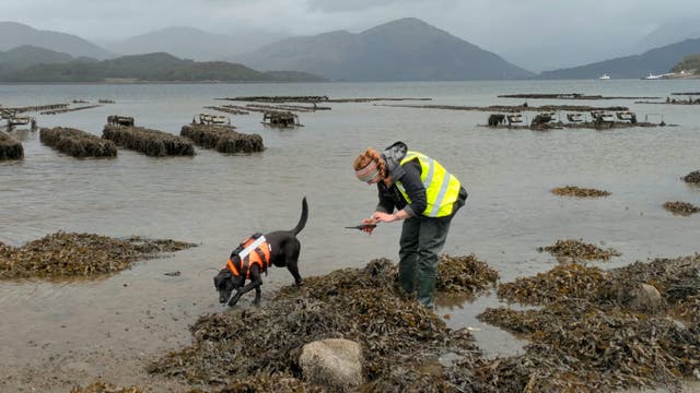 Black Labrador Sgiath is trained to look for the invasive sea creature