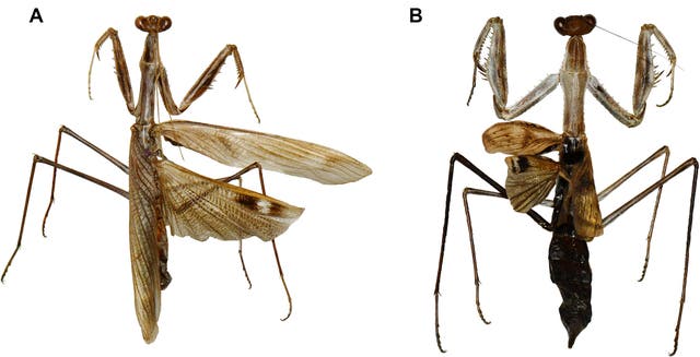 Pinned specimens of Rivetina archibaldi male and female