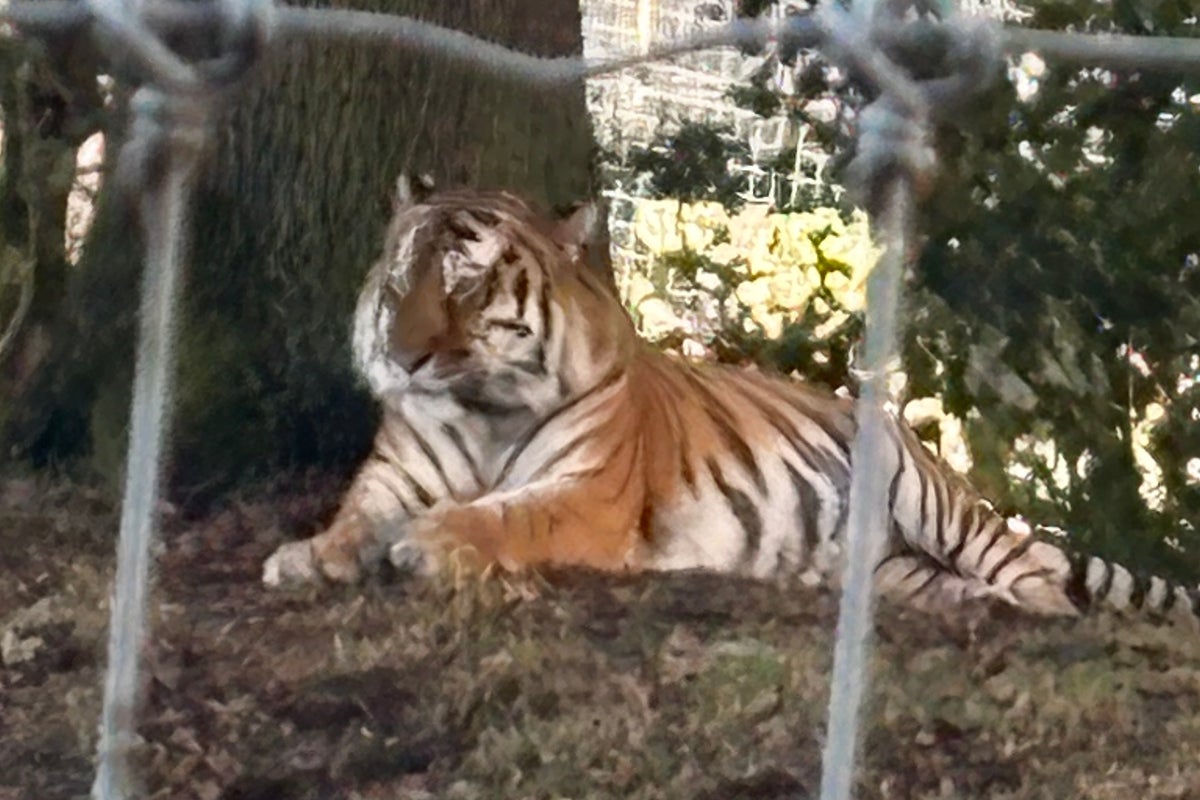 First pictures of Altai as Yorkshire Wildlife Park reopens following fatal tiger attack