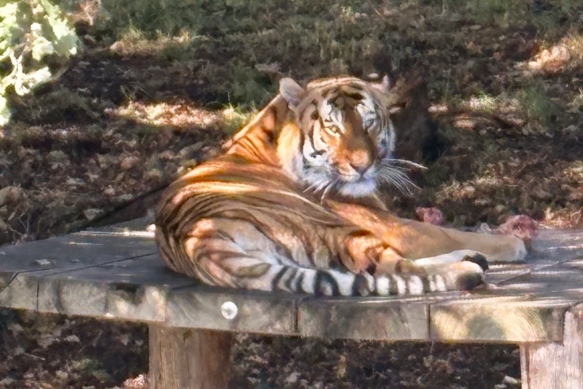 Visitors return to view Altai the tiger at Yorkshire Wildlife Park six days after man killed