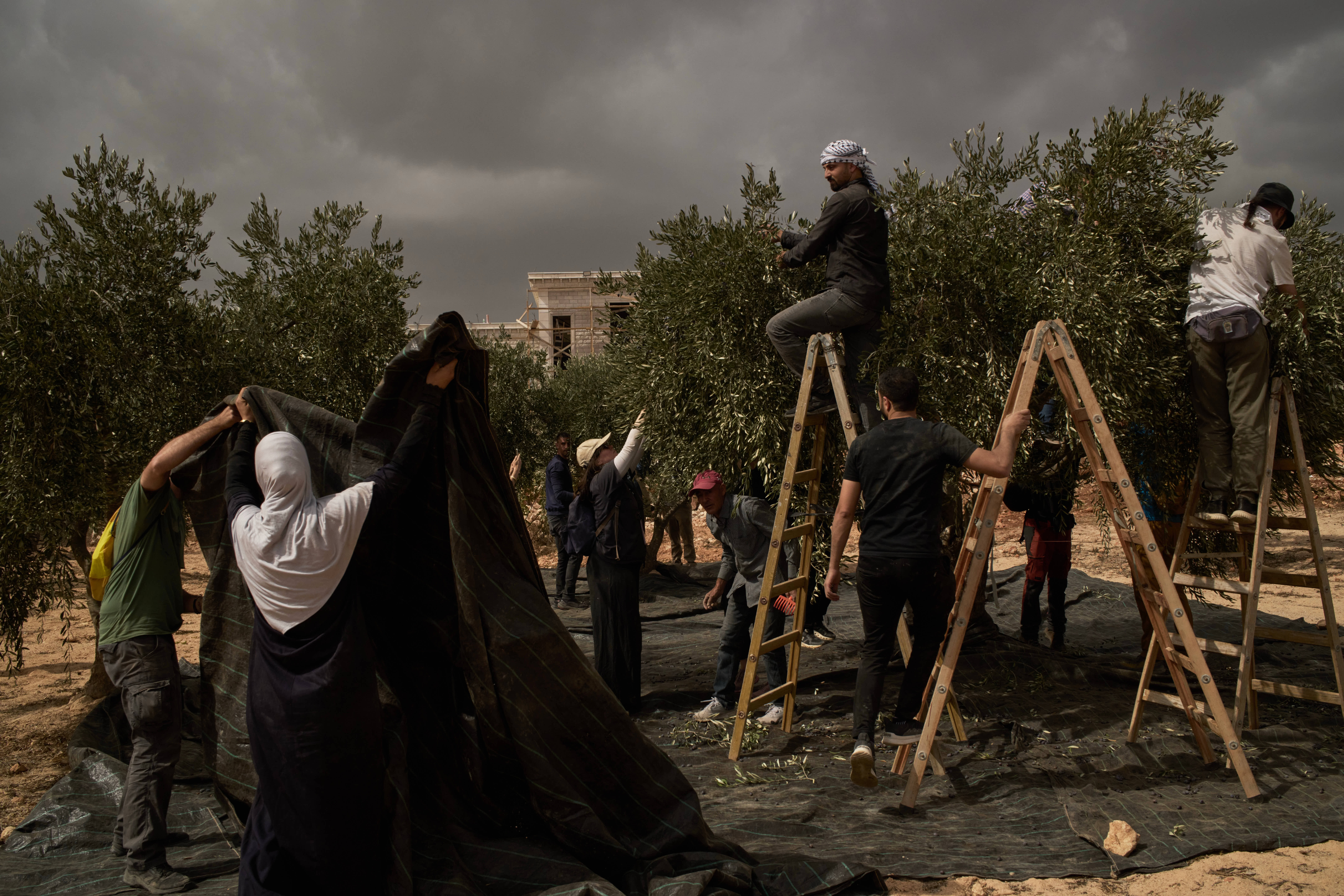 Israeli settlers torch cars and trees in West Bank villages, disrupting ...