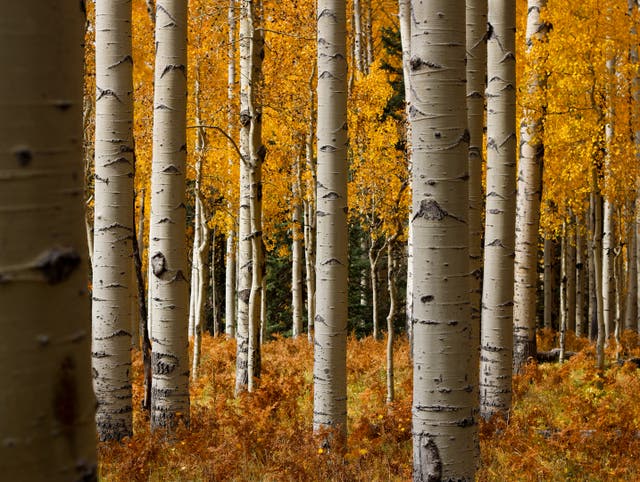 White-barked aspen trees stand among yellow and orange fall foliage on the San Francisco Peaks in Flagstaff, Ariz., Thursday, Oct. 8, 2026 ( AP Photo/Cheyanne Mumphrey )